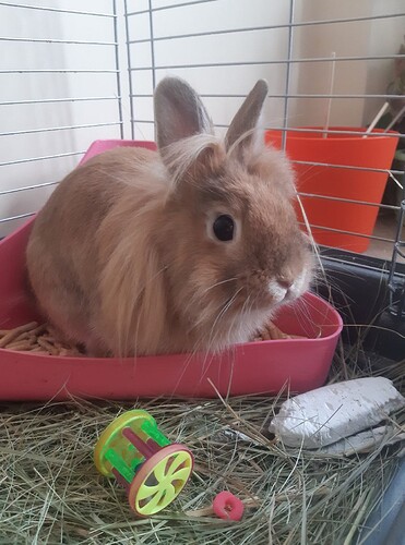 Roger3