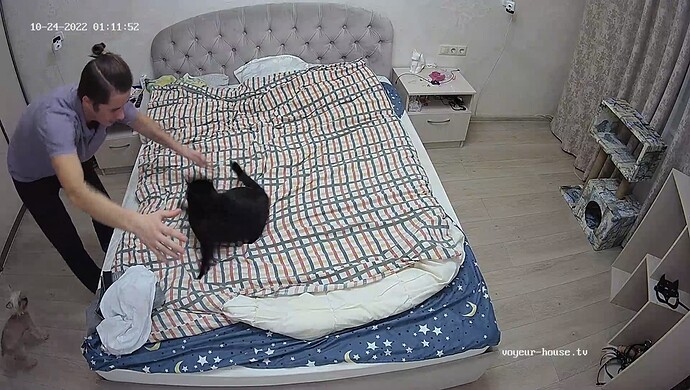 Cat 1