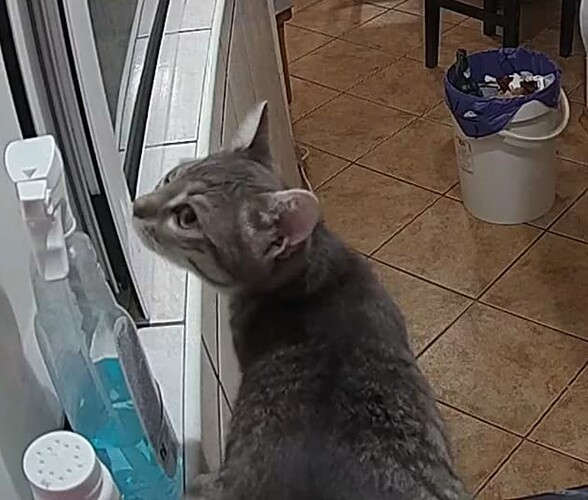 Realm21_TigerCat1