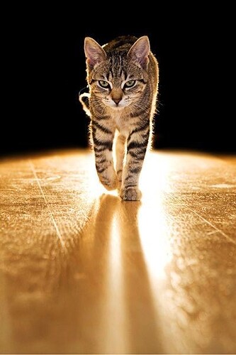 cat