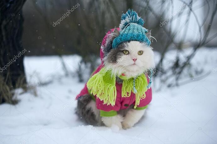 depositphotos_75615813-stock-photo-cat-in-winter-clothes-on