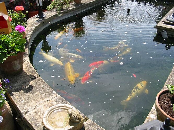 fish