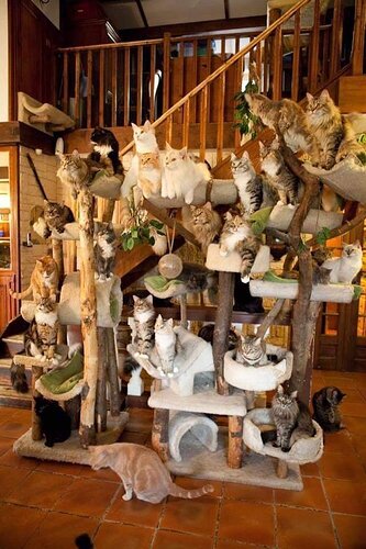 cat tree