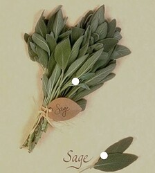 Sage Medium