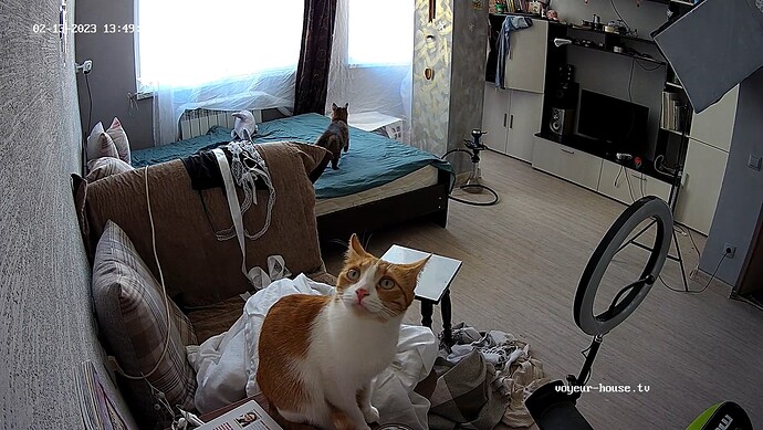 AMILEE CAT realm94-cam18-1676289031