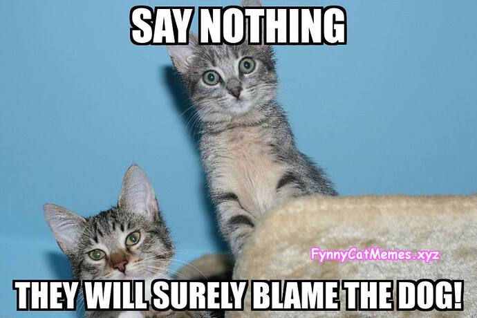 say-nothing-they-will-blame-the-dog-Funny-Cat-Memes