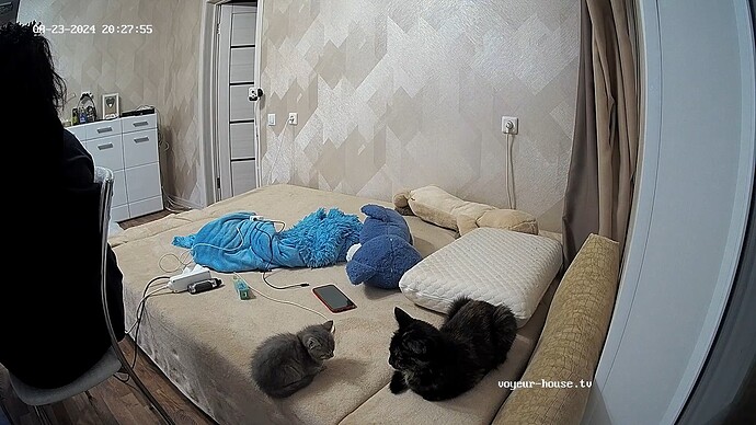 future Alpha cat face off