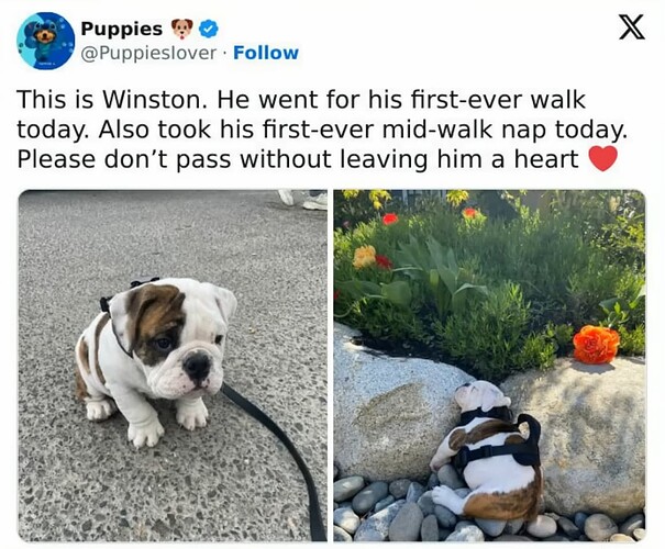 Winston