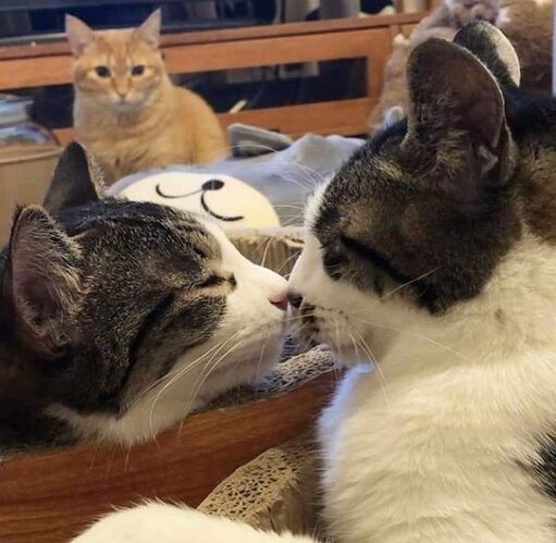 main-qimg-cd04d8f425689c174996471b8344de6e-lq