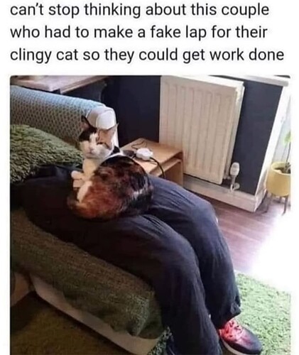 Clingy Cat