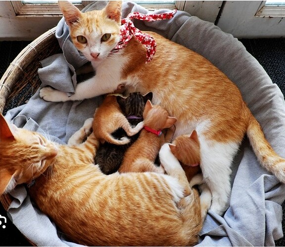 main-qimg-4287d2d4b8d698f7ad3fdd8ef9a0cea6