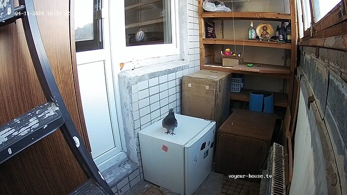 realm71-cam111-1712849976