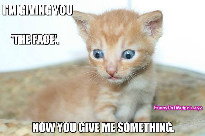 giving-you-the-face-funny-cat-memes