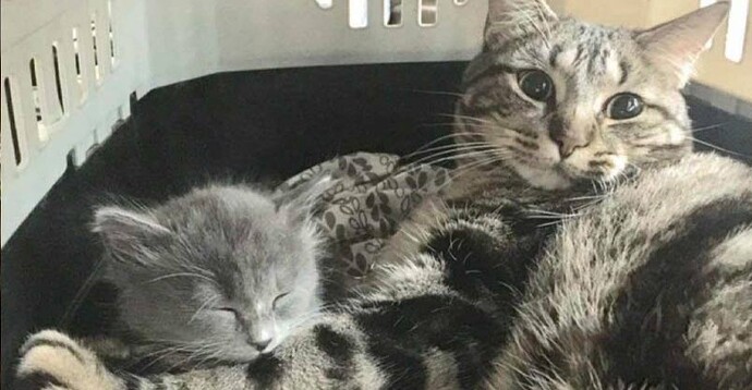 main-qimg-345b5f09f3d6158efa0fce7452556950