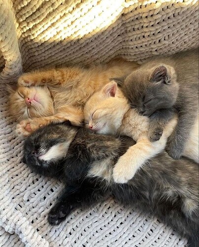 main-qimg-015e892b21b4a996b024b519a98e2de2