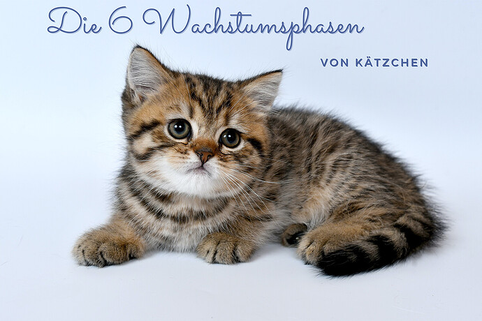 Die-6-Wachstumsphasen-von-Kaetzchen