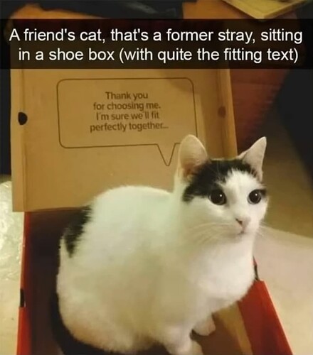 Shoe Box Cat