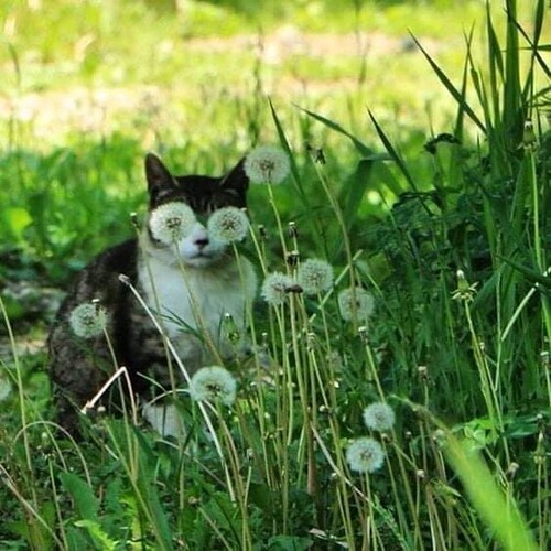 Dandelion_