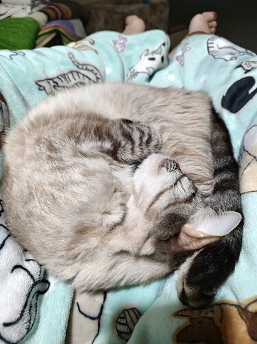 main-qimg-34bfc245d628d1551fccc83a2c61f281