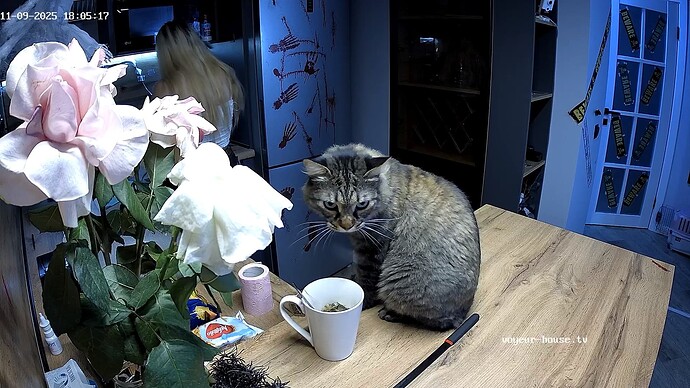 RosyAleks-20251109-01