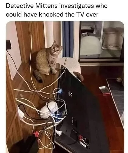 Detective Cat