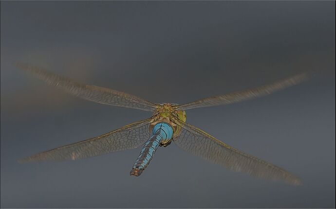 Dragonfly_rear_view