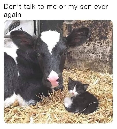 cat-dont-talk-or-my-son-ever-again