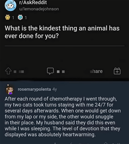 Cat Chemo