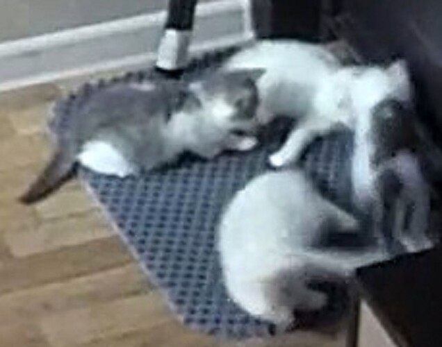 kitten games enlarged