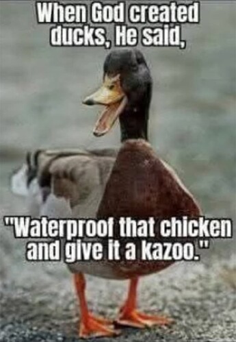 Ducks