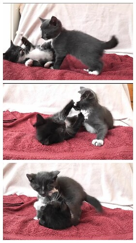 main-qimg-0c8f38a45d4ad58414f317872c827814