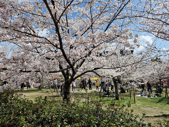 Sakura 1