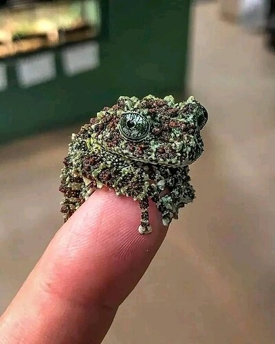 Vietnamese Mossy Frog