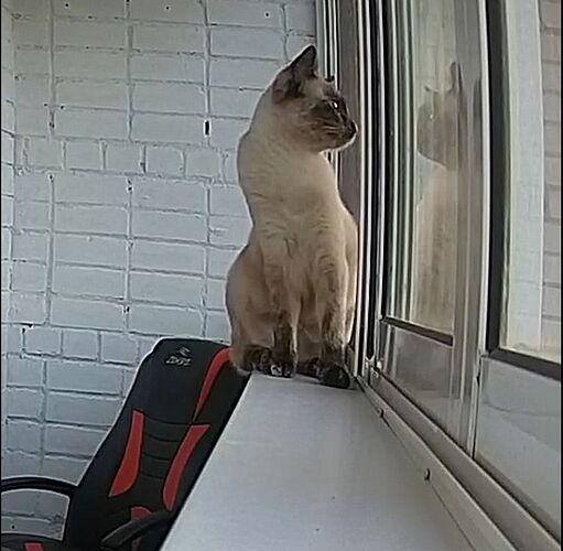 Shelby_sum_002_Chanel