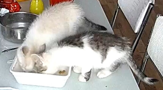 caught ya eating Sans food enhanced