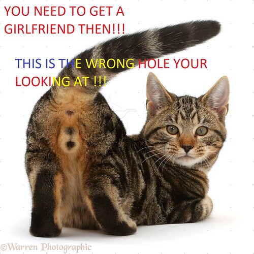 41432-Tabby-cat-showing-his-behind-and-looking-round-white-background