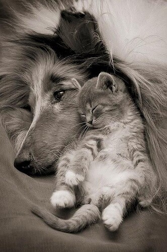 I will always love and protect you little one