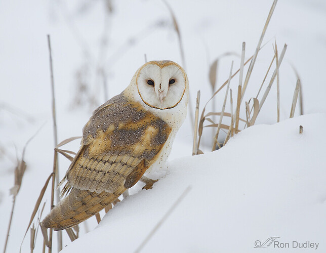 barn-owl-8212-ron-dudley