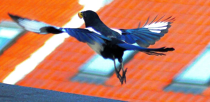 IMG_7514.112