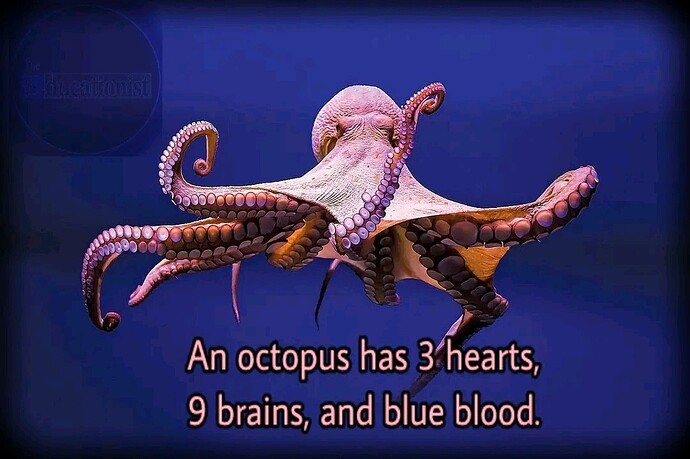 main-qimg-cbbff098a48179054eabe37d374d3c66