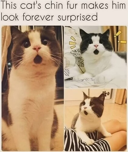 Surprise