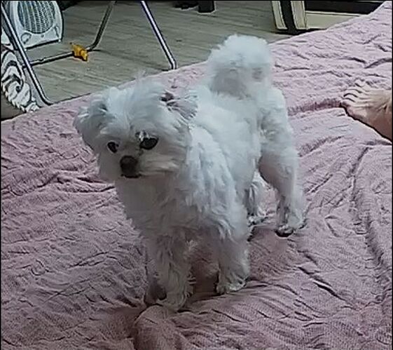 dog_wiki_realm148_01