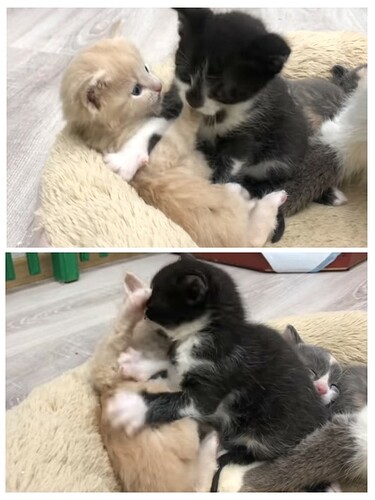 main-qimg-f9c2c213f4af1913f09e4b7db3ba3b09