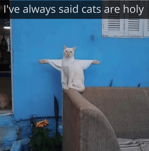 Holy Cat