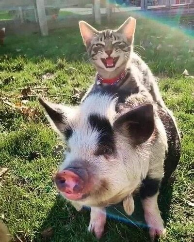 A kitty enjoying her ride with her buddy! Look at that smile