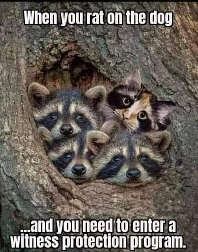 main-qimg-3a9ca5e463dd5a91a553a95162b11d71