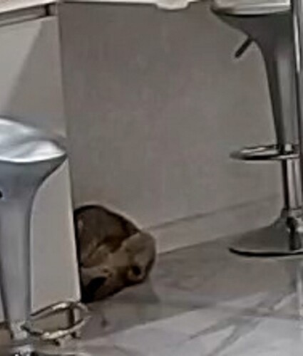 Busyas safety zone 3(1)