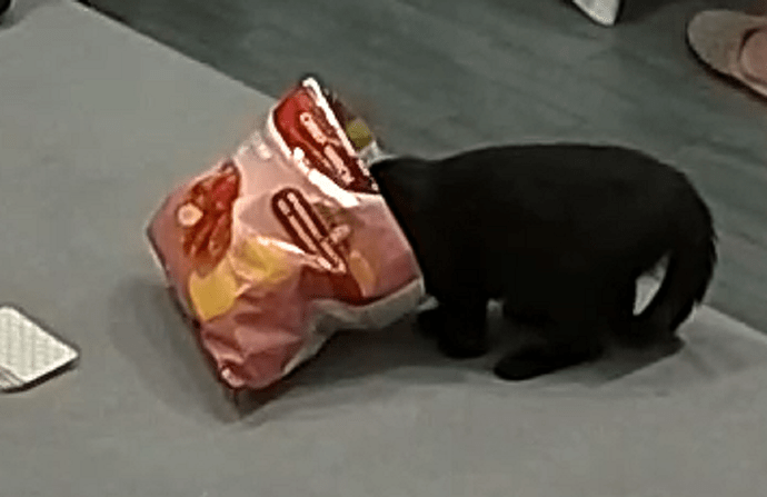 totty gets the chips 5