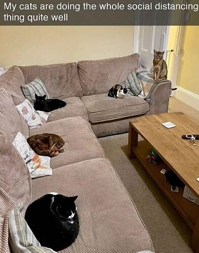 cat-my-cats-are-doing-whole-social-distancing-thing-quite-well-las