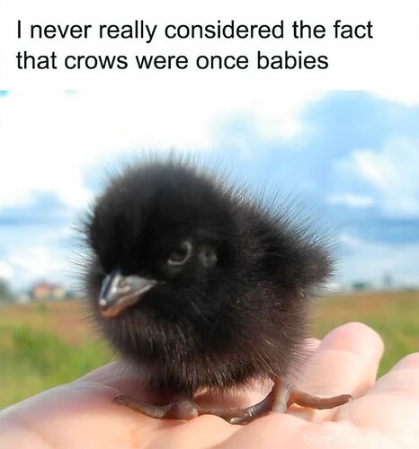 Crows